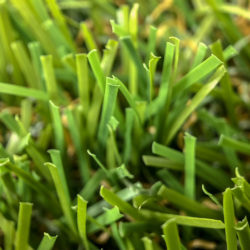 Synlawn Classic 35 Macro